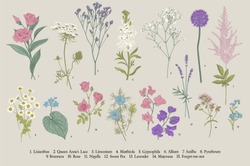 Set Summer Flowers. Classical Botanical Illustration. Wild And Garden Flowers