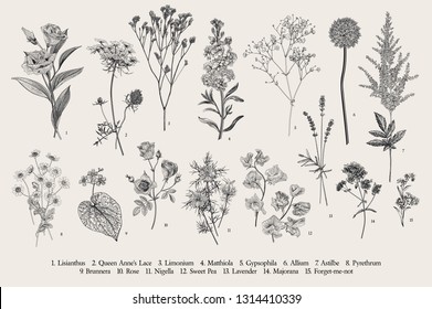 Set summer flowers. Classical botanical illustration. Wild and garden flowers. Black and white