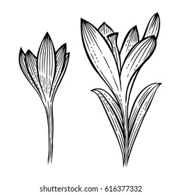 Set of summer flowers crocus, sketch vector illustration isolated on white background.