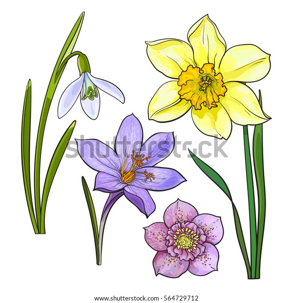 Seule Main Dessinée Fleur De Lys Blanc Avec Tige Et Feuilles Vue De Côté Croquis Illustration Isolée Sur Fond Blanc Dessin Réaliste De Lys Blanc