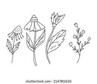 A set of summer flowers hand-drawn with a black outline