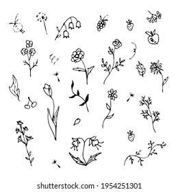 Set of summer flowers and herbs. Black contour on a white background. Vector illustration in doodle style