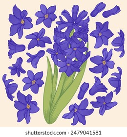 set of summer flowers, violet set, spring flowers for design, isolated clipart, hyacinths for design and illustration