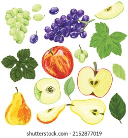 Set of summer fruits with leaves, grapes apples and pears, hand drawn vector illustration