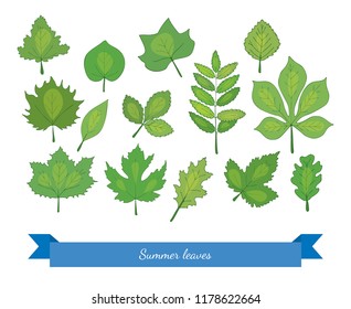 Set of summer leaves on a white background.