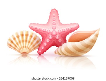 Set of summer sea shells and starfish. Eps10 vector illustration. Isolated on white background