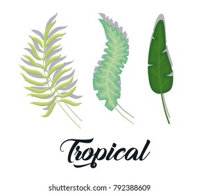 set of summer and trendy tropical leaves 