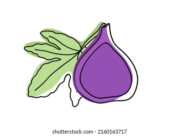 A set of summer tropical fruits with a leaf. Collection of exotic fruits figs. Whole and slices of fruit. Vector illustration in linear style with colored spots