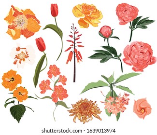 Set of Summer wild orange Floral, Greeting Card with Blooming garden flowers, botanical natural Illustration on white background in hand drawn style.