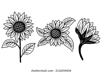 Ilustración decorativa bella de mano aislada de flor solar