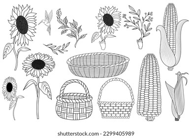 set of sunflower, basket, corn drawings	