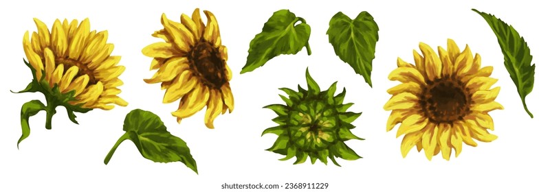 Set of sunflower flowers and buds. Vector graphics.
