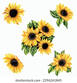  Set mit Sonnenblumen mit Blättern. EPS florale botanische Illustration.