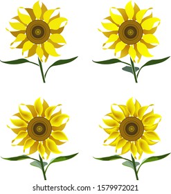 Set of sunflower flowers with stem and leaves, icons, vector.