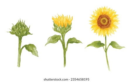 Set of sunflower hand drawn watercolor vector illustration