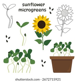 Conjunto de microverdes de girasol e ilustraciones de girasol