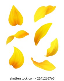 Set of sunflower petals. Vector illustration.