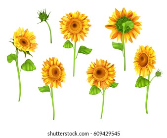 Set of Sunflower plant isolated on white background. Vector realistic summer flower