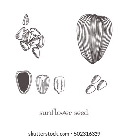 Set sunflower seeds isolated. Vector sketch hand drawn illustration isolated on white background. Abstract doodle style.