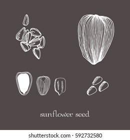 Set sunflower seeds isolated. Vector sketch hand drawn illustration isolated. Doodle style.