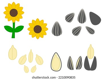 Set of sunflower,  seeds and leaves.Whole and peeled.Vegan snack.Grain for package design.Heakthy food.Sign, symbol, icon or logo isolated.Flat design.Clipart.Cartoon vector illustration.Hand drawn.