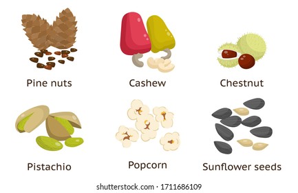 Set of sunflower seeds, pistachios, pine nuts, cashew, chestnut, popcorn. Vector illustration in flat cartoon style