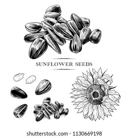 
A set of sunflower seeds sketches .Hand-drawn vector 
illustration in vintage style.Isolated design elements.
