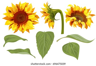 Set of Sunflower: yellow flowers, bud, green leaves on white background, floral elements for design. Digital draw, vector illustration in watercolor style