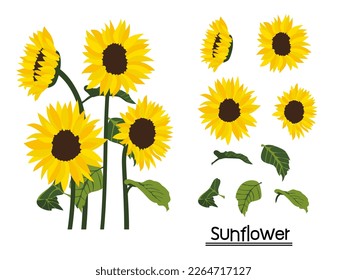 Set of sunflowers background.Eps 10 vector.