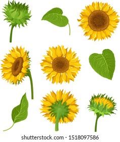 The Set Of Sunflowers With Different Elements And Details Vector Illustrations