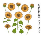 Set of Sunflowers. Elements of Sunflower: flowers, stem, leaves on white background. Hand drawn vector illustration for your design. 