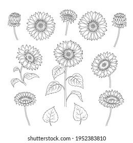 Set of Sunflowers. Elements of Sunflower: flowers, stem, leaves in black contour on white background. Hand drawn vector illustration for your design. 