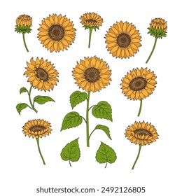 Conjunto de girasoles. Elementos de girasol: flores, tallo, hojas sobre fondo blanco. Ilustración vectorial dibujada a mano para su diseño. 