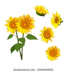 Conjunto de girasoles aislados en un fondo blanco. ilustración vectorial.