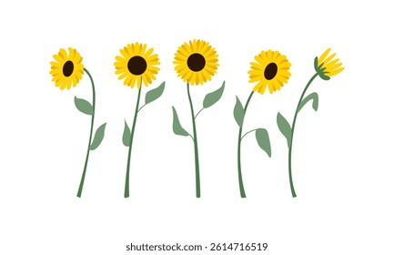 Set of sunflowers and leaves. Vector flat botanical illustration