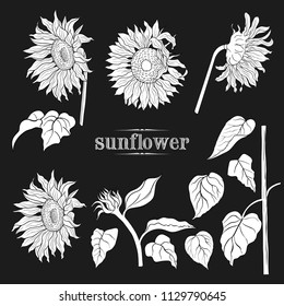 
A set of sunflowers silhouettes .Linear vector illustration of 
a variety of sunflowers, leaves and a stem.Isolated design 
elements in sketch style.