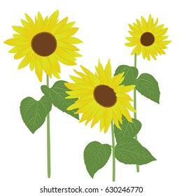 set of sunflowers. three  flowers and seven leaves. Flower petals are yellow gradient. Leaves in two simple colors: light and dark green. eps10