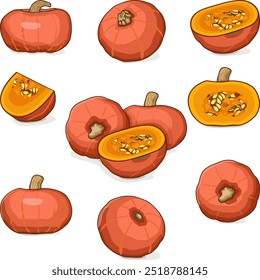 Set of Sunshine kabocha squash. Winter squash. Cucurbita maxima. Vegetables. Clip art. Isolated vector illustration.