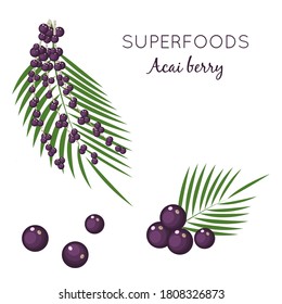 Set Superfood Acai Berry, Branches And Leaves, Isolated On White Background. Organic Healthy Food. Vector Flat Illustration.