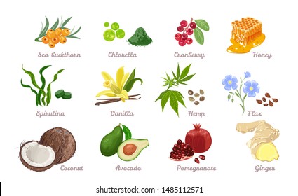 Set of superfood isolated. Vector illustration of Sea buckthorn, Chlorella, Cranberry, Honey, Spirulina and Vanilla. Hemp seed, Flax, Coconut, Avocado, Pomegranate and Ginger in cartoon flat style.