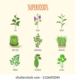 Set of superfoods in flat style. Healthy lifestyle. Herbs and fruits for health. Vector illustration