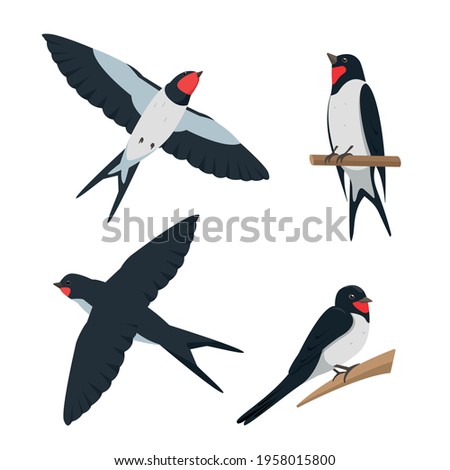 Similar – Image, Stock Photo Swallow. Set of swallows. Portrait of a flying swallow in front of a blue background. Bird on a branch of a tree. Bird photographs. Nature concept.