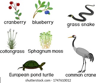 Set with swamp animals and plants: common crane, grass snake, european pond turtle, cranberry, blueberry and sphagnum isolated on white backgraund