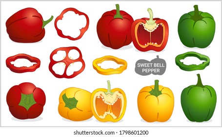 Set of sweet bell pepper in various style vector format