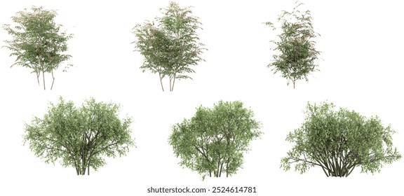set of Sweet chestnut and Bush Leaf on transparent background