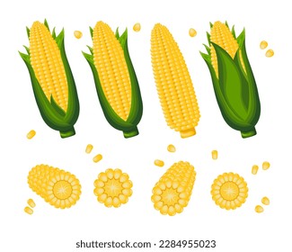 Set of sweet corn, corn on the cob and corn grains on a white background. Agriculture icons, vector