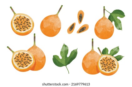 Set of Sweet Granadilla with leaves Design elements. watercolour style vector illustration.	