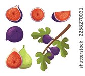 Set of Sweet Juicy Fig Fruit Whole and Cut and Tree Branch with Leaves. Rich In Fiber, Antioxidants, Vitamins. Versatile Ingredient For Healthy Eating, Desserts, Smoothies. Cartoon Vector Illustration