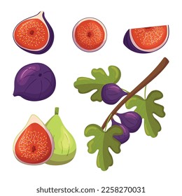 Set of Sweet Juicy Fig Fruit Whole and Cut and Tree Branch with Leaves. Rich In Fiber, Antioxidants, Vitamins. Versatile Ingredient For Healthy Eating, Desserts, Smoothies. Cartoon Vector Illustration