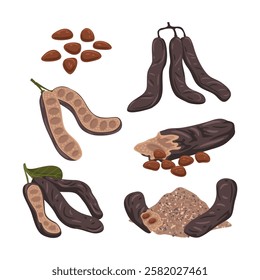 Set of Sweet pods of carob plant with leaves and seeds, collection kit, carob powder, flowers, leaves, seeds and carob pods. Superfood, isolated on white background, vector illustration.